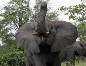 Fotoelefantejfif — Top Animales Poderosos option 9