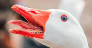 Fotogansojpg — Top Animales Poderosos option 10