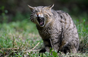Fotogatomontesjpg — Top Animales Poderosos option 11