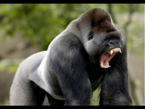 Fotogorilajpg — Top Animales Poderosos option 12