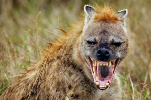 Fotohienajpg — Top Animales Poderosos option 13