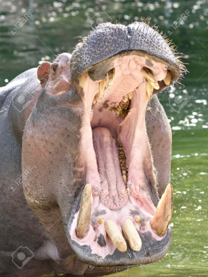 Fotohipopotamopng — Top Animales Poderosos option 14