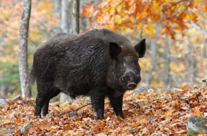 Fotojabalijpg — Top Animales Poderosos option 15