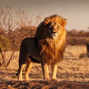 Fotoleonjpg — Top Animales Poderosos option 16
