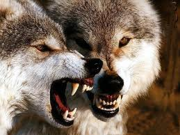 Fotolobojpg — Top Animales Poderosos option 17