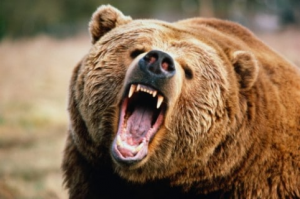 Fotoosojpg — Top Animales Poderosos option 18