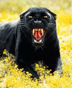 Fotopanterajpg — Top Animales Poderosos option 19