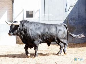 Fototorojpg — Top Animales Poderosos option 21