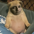 961410fa 44d4 4401 B818 4fb2a46e1295 Profileimage 70x70png — twitch streamers latam / españa option 51