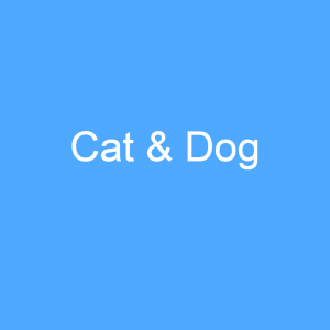 Catdogpng — TXT song ranking (2019-2021) option 3