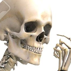Zz1635314201stock Photo Skeletonpng — Ultimate Original TDU Tier List (350+ Characters) option 244