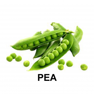 Peajpg — VEGETABLE TIER LIST BY YOSUKE AND MAORU option 38