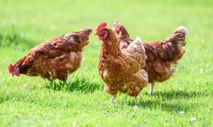 Bird Flujpg — Viruses And Diseases option 3