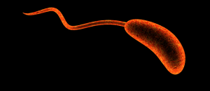 Cholerajpg — Viruses And Diseases option 7