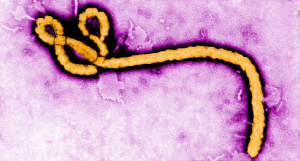 Ebolajpg — Viruses And Diseases option 10