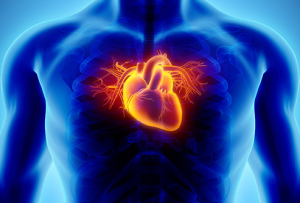 Heart Diseasejpg — Viruses And Diseases option 12
