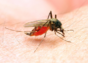 Malariajpg — Viruses And Diseases option 13