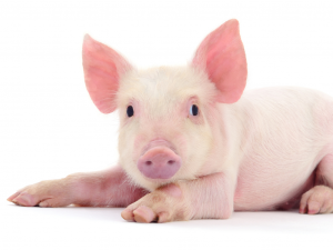 Swine Flujpg — Viruses And Diseases option 18