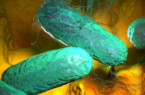 Typhoid Feverjpg — Viruses And Diseases option 20