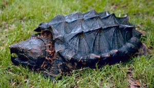 Alligatorschildpadjpg — Water/Sea Animals option 1