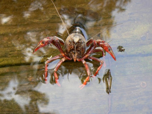 Amerikaanse Kreeftjpg — Water/Sea Animals option 2