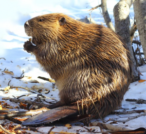 Beverjpg — Water/Sea Animals option 3