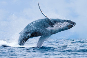 Bultrug Walvisjpg — Water/Sea Animals option 4