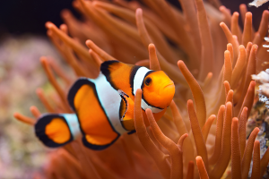 Clownvisjpg — Water/Sea Animals option 5