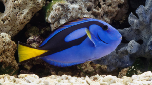 Doktersvisjpg — Water/Sea Animals option 6