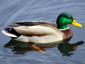 Duckjpg — Water/Sea Animals option 8