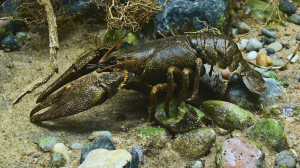 Europese Kreeftjpg — Water/Sea Animals option 9