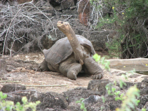 Galapagosreuzenschildpad2jpg — Water/Sea Animals option 10