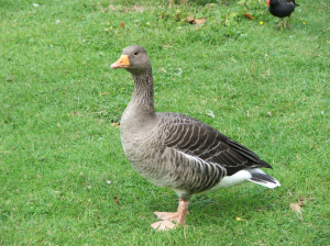 Goosejpg — Water/Sea Animals option 12