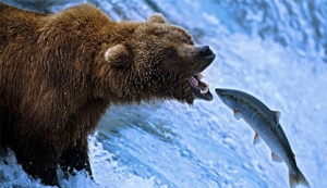 Grislybeer Met Zalmjpg — Water/Sea Animals option 13