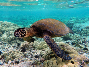 Groene Zeeschildpad2jpg — Water/Sea Animals option 14