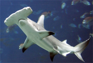 Hamerhaaijpg — Water/Sea Animals option 15
