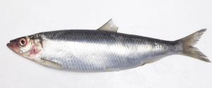 Haringjpg — Water/Sea Animals option 16