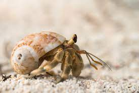 Heremietkreeftjpg — Water/Sea Animals option 17