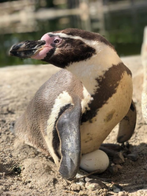 Humboldpinguinjpg — Water/Sea Animals option 18