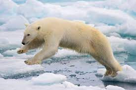Ijsbeerjpg — Water/Sea Animals option 19