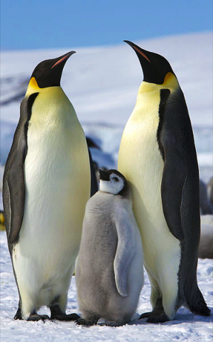 Keizerpinguinjpg — Water/Sea Animals option 20