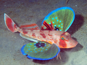 Knorhaanjpg — Water/Sea Animals option 21