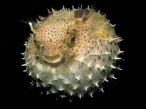 Kogelvisjpg — Water/Sea Animals option 22