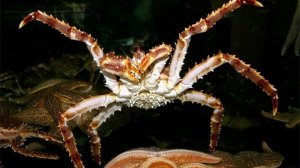 Koningscrapjpg — Water/Sea Animals option 23