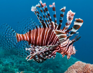 Koraalduiveljpg — Water/Sea Animals option 25