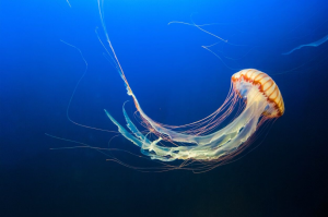 Kwaljpg — Water/Sea Animals option 26