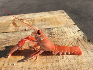 Langoustinejpg — Water/Sea Animals option 27