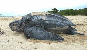 Lederschildpadjpg — Water/Sea Animals option 28