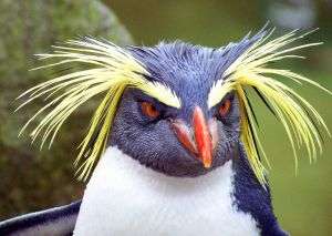 Macaroni Pinguinjpg — Water/Sea Animals option 29