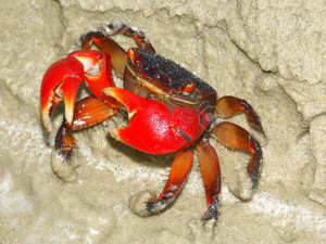 Mangrove Krabjpg — Water/Sea Animals option 30